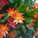 A planta mais resistente e colorida do inverno está ganhando os lares