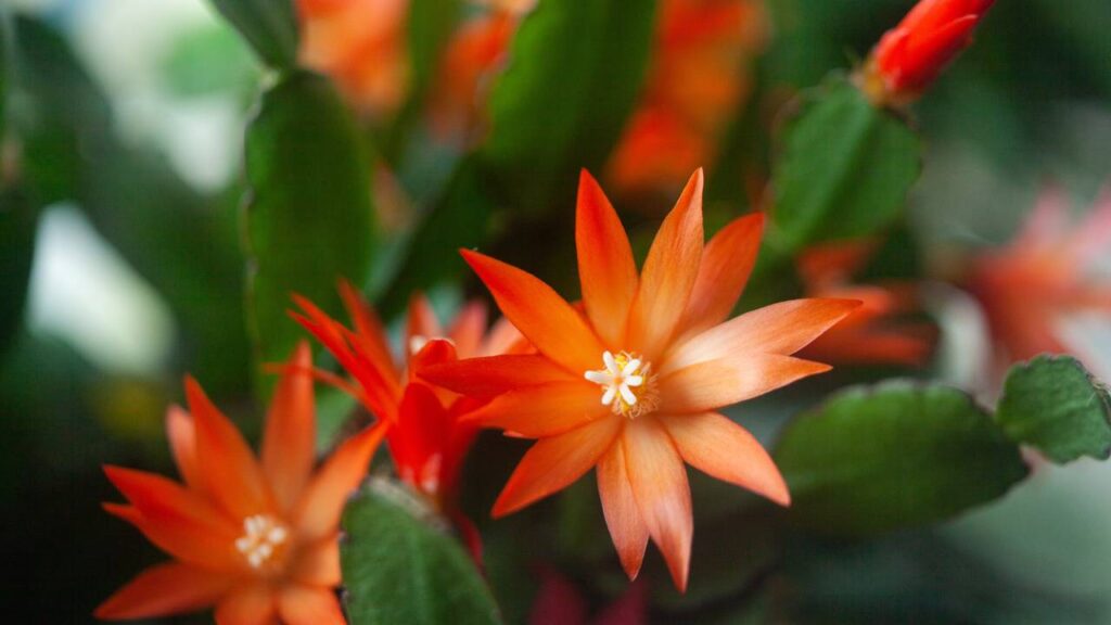 A planta mais resistente e colorida do inverno está ganhando os lares