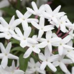 As melhores plantas trepadeiras para transformar seu jardim com elegância