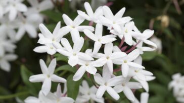 As melhores plantas trepadeiras para transformar seu jardim com elegância