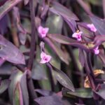 A planta que transforma qualquer canto da casa em um show de cores