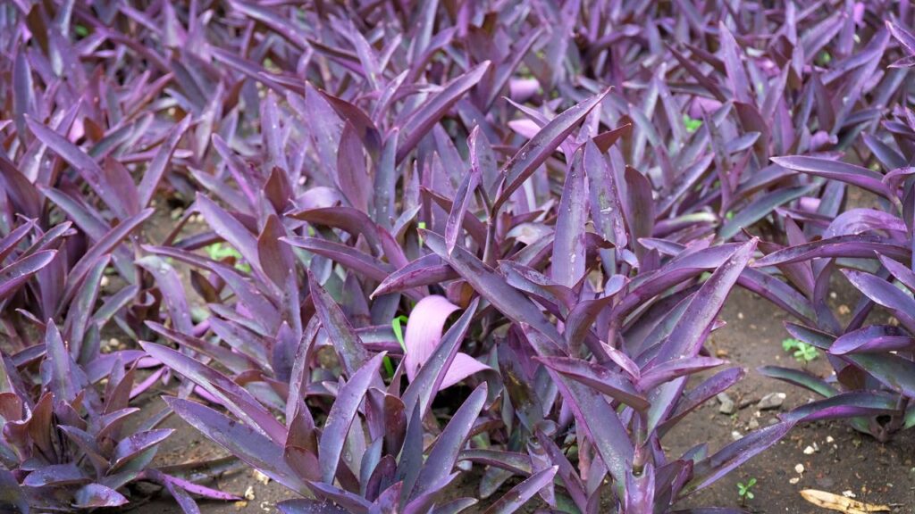 A planta que transforma qualquer canto da casa em um show de cores