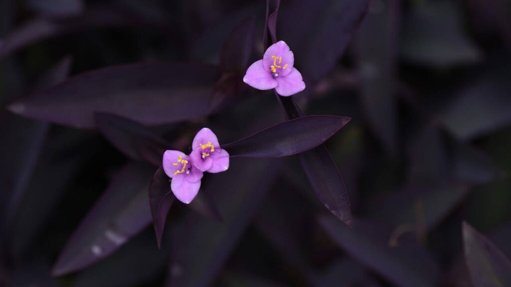 A planta que transforma qualquer canto da casa em um show de cores