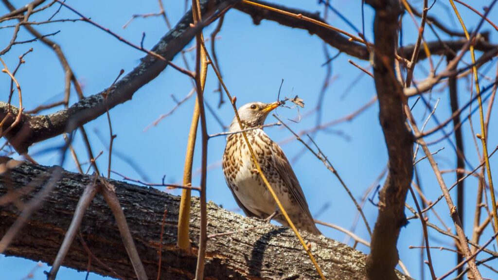 O segredo das casas que vivem cercadas por sabiás cantando está aqui