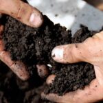 Esse adubo natural salvou minhas plantas e ainda afastou as pragas