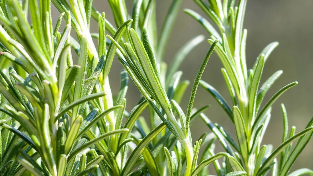 Alecrim no Feng Shui, a técnica que atrai boas energias e limpa o ambiente