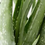 Transformei meu apê no verão com essas plantas fáceis e nem precisei de ventilador