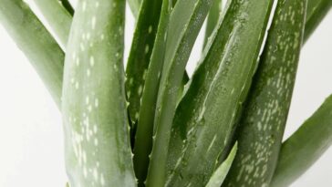 Transformei meu apê no verão com essas plantas fáceis e nem precisei de ventilador