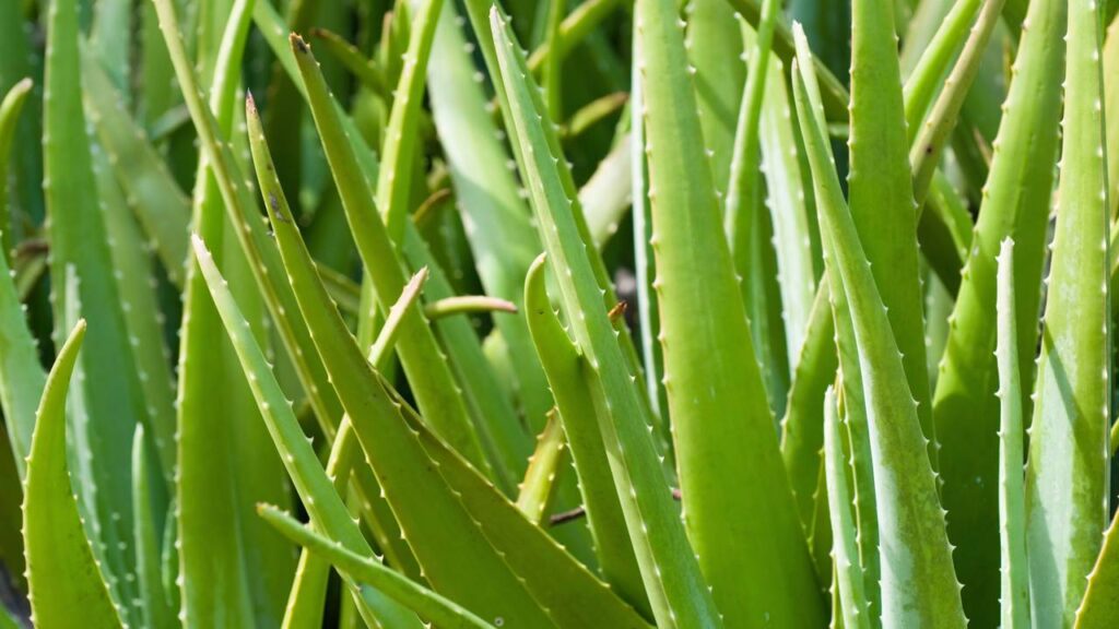 Esse truque simples fez minha babosa crescer mais cheia e bonita como nunca