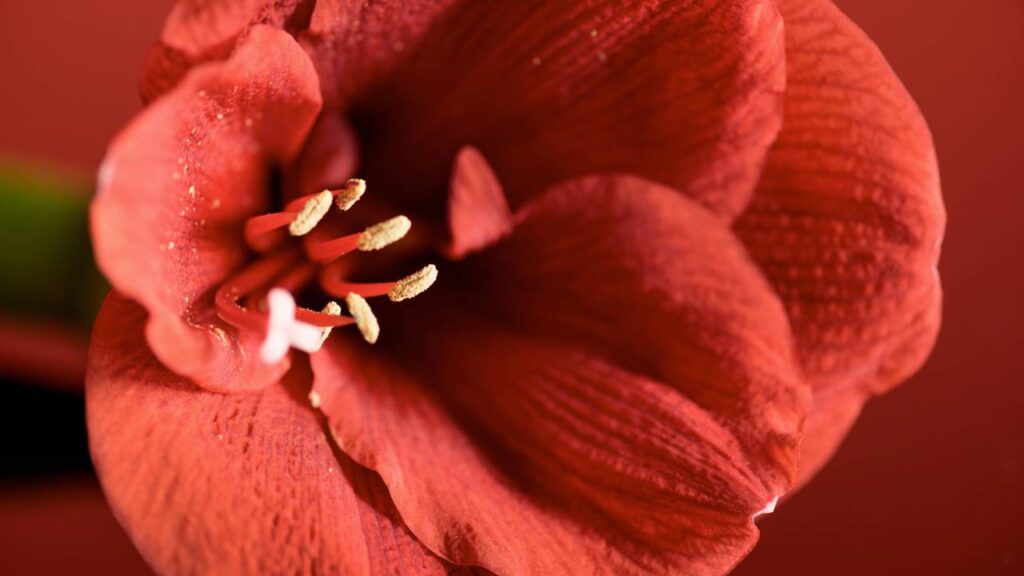 Minha casa pode ficou mais leve e festiva com essas plantas natalinas que são tendência