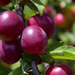 Essa árvore muda o ambiente com sombra, fruta e nenhum estrago