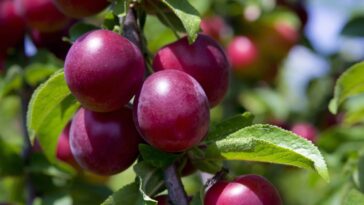 Essa árvore muda o ambiente com sombra, fruta e nenhum estrago