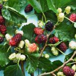 Bonita, frutífera e perigosa, veja o que essa árvore pode causar no seu jardim