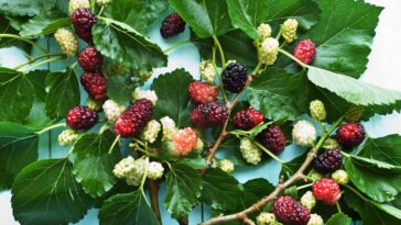 Bonita, frutífera e perigosa, veja o que essa árvore pode causar no seu jardim