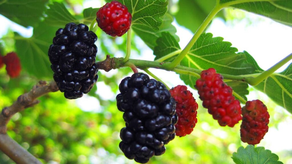 Bonita, frutífera e perigosa, veja o que essa árvore pode causar no seu jardim
