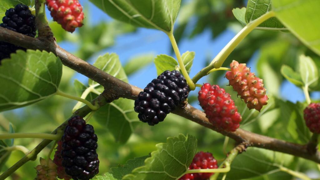 Bonita, frutífera e perigosa, veja o que essa árvore pode causar no seu jardim