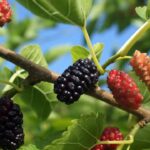 Bonita, frutífera e perigosa, veja o que essa árvore pode causar no seu jardim