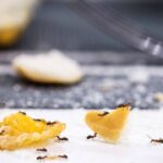 Você nunca mais vai querer usar veneno contra formigas depois de ver esse truque com sabonete