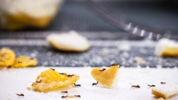 Você nunca mais vai querer usar veneno contra formigas depois de ver esse truque com sabonete