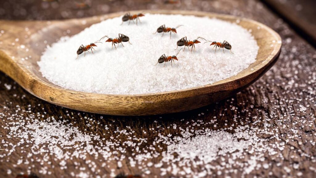 Você nunca mais vai querer usar veneno contra formigas depois de ver esse truque com sabonete