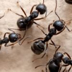 Nunca mais vi formigas na cozinha depois que comecei a usar isso na minha cozinha