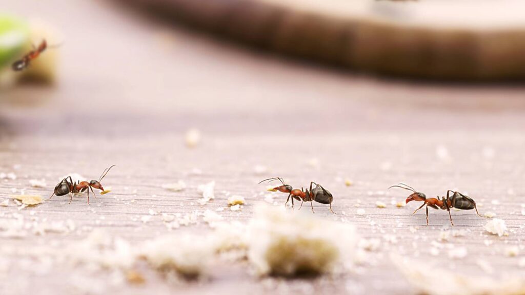 Nunca mais vi formigas na cozinha depois que comecei a usar isso na minha cozinha