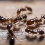 A melhor forma natural de eliminar formigueiros do seu jardim