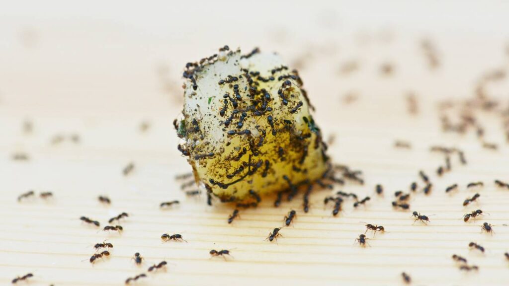 A melhor forma natural de eliminar formigueiros do seu jardim