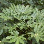 A planta tropical mais versátil e bonita que plantei dentro de casa