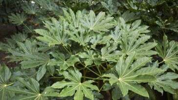 A planta tropical mais versátil e bonita que plantei dentro de casa