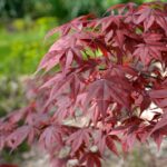 Essa espécie discreta está conquistando jardineiros que moram em apartamento