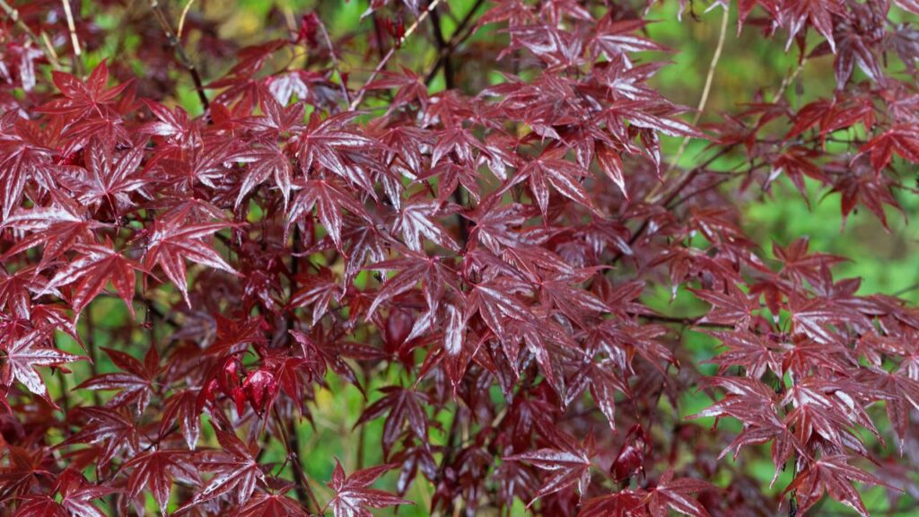Essa espécie discreta está conquistando jardineiros que moram em apartamento
