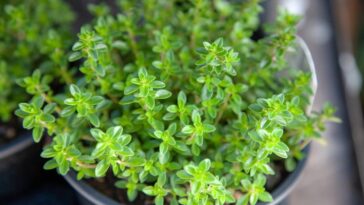 Transformei meu jardim em um espaço livre de gatos com essa receita simples