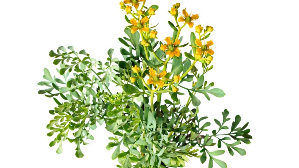 Transformei meu jardim em um espaço livre de gatos com essa receita simples