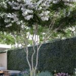 Saiba quais são as espécies de árvores que fazem sombra, embelezam e não sujam o seus jardim e calçada / Foto: (Fonte/Pinterest)