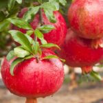 A melhor árvore frutífera para quem quer praticidade e beleza em casa