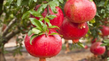 A melhor árvore frutífera para quem quer praticidade e beleza em casa