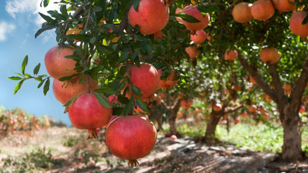 A melhor árvore frutífera para quem quer praticidade e beleza em casa