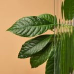 Transforme sua varanda em um pomar com um pé de abacate saudável