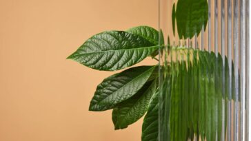 Transforme sua varanda em um pomar com um pé de abacate saudável