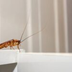 Essa mistura simples está surpreendendo quem sofre com baratas em casa