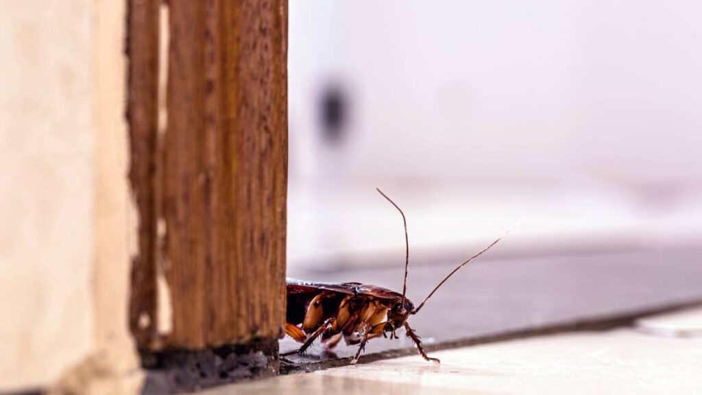 O que as baratas procuram nas casas e como evitar que voltem a incomodar