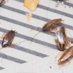 Mesmo limpando a casa ela aparece, veja o que está atraindo as baratinhas alemãs