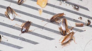 Mesmo limpando a casa ela aparece, veja o que está atraindo as baratinhas alemãs