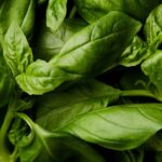 Essa simples planta pode mudar a energia da sua casa segundo o Feng Shui