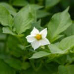 A trepadeira mais fácil do mundo para cultivar dentro de casa