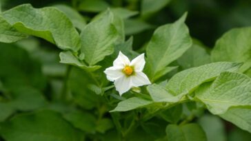 A trepadeira mais fácil do mundo para cultivar dentro de casa