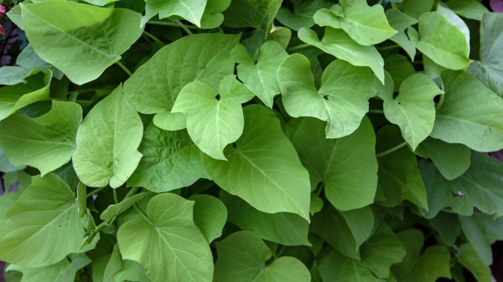 A trepadeira mais fácil do mundo para cultivar dentro de casa