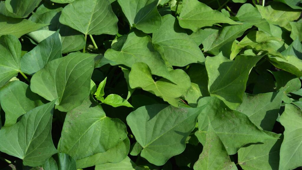 A trepadeira mais fácil do mundo para cultivar dentro de casa