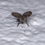 O truque mais usado pelas donas de casa para se livrar dos mosquitinhos da pia